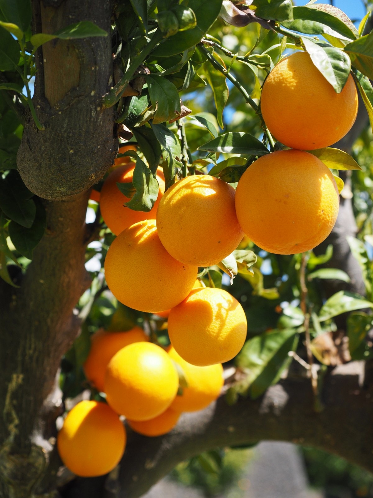 1 kg cam Mỹ hiện nay giá bao nhiêu | Trái Cây Sạch Fuji Fruits